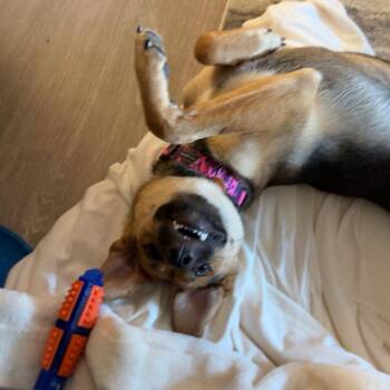 Morticia -  Mixed Breed Dog for Adoption in Bismarck, North Dakota - Morticia | PetCurious