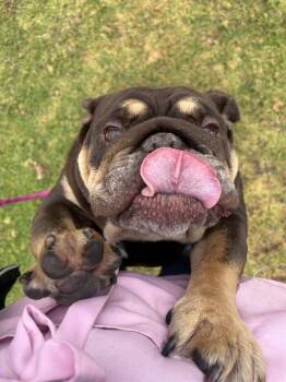 English Bulldog Dogs Available for Adoption in Riverside, California - TWINKIE | PetCurious