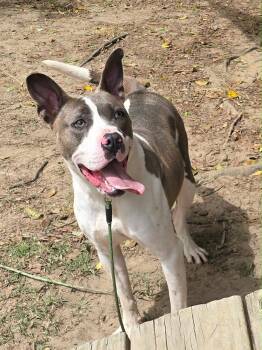 Bones -  Pit Bull Terrier Dog for Adoption in Carmel Hamlet, New York - Bones | PetCurious