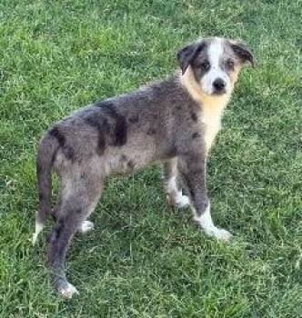 Chrysler -  Australian Shepherd Dog for Adoption in Thompson Falls, Montana - Chrysler | PetCurious