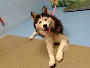 CODELL -  Siberian Husky and Mixed Breed Dog for Adoption in Moreno Valley, California - CODELL | PetCurious