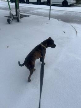 Pit Bull Terrier and Catahoula Leopard Dog Dogs Available for Adoption in Austin, Texas - Figgy Puddin