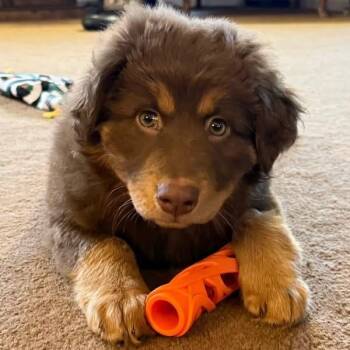 German Shepherd Dog and Labrador Retriever Dogs Available for Adoption in Brockport, New York - Hazel | PetCurious