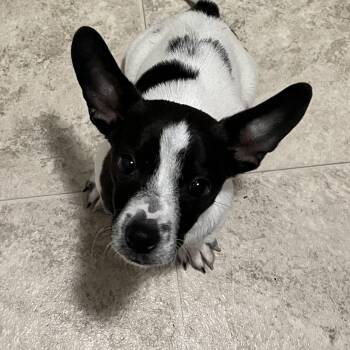 Snoopy -  Chihuahua and Terrier Dog for Adoption in Oakville, Ontario - Snoopy | PetCurious