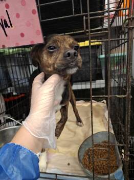 Rescue Terrier Dogs for Adoption in Dover, Arkansas - Roy | PetCurious