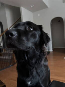 Rescue Flat Coated Retriever Dogs for Adoption in Rosenberg, Texas - Nixxy | PetCurious