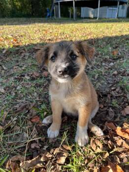 Bax -  German Shepherd Dog Dog for Adoption in Wilmington, North Carolina - Bax | PetCurious