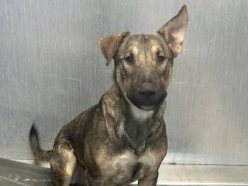 Rescue Mixed Breed Dogs for Adoption in Georgetown, Texas - Banks | PetCurious