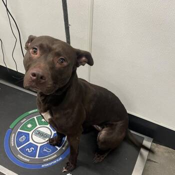 Harris (Paris) -  Terrier Dog for Adoption in Tampa, Florida - Harris (Paris) | PetCurious