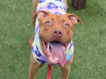 Fabulosa -  Mixed Breed Dog for Adoption - Fabulosa | PetCurious