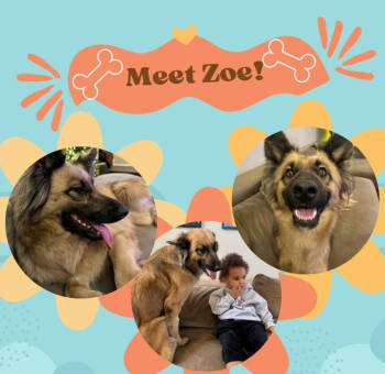 Rescue Shepherd Dogs for Adoption in Wildomar, California - Zoe | PetCurious