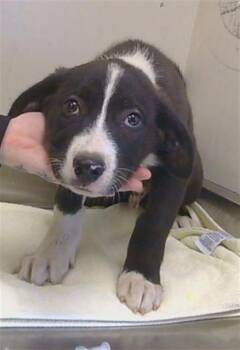 DURANGO -  Anatolian Shepherd Dog for Adoption in Sacramento, California - DURANGO | PetCurious