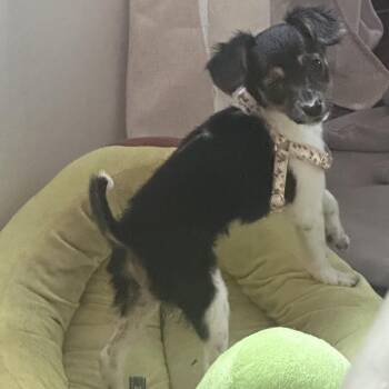 Summer -  Chihuahua Dog for Adoption in Raleigh, North Carolina - Summer | PetCurious