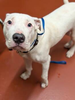 Rescue Pit Bull Terrier Dogs for Adoption in Douglasville, Georgia - Mellow | PetCurious