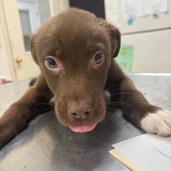 Labrador Retriever and Mixed Breed Dogs Available for Adoption - Pink Lady | PetCurious