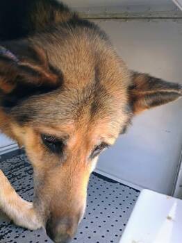 KARLO -  German Shepherd Dog Dog for Adoption in Charlotte, North Carolina - KARLO | PetCurious