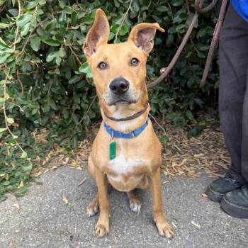 Mambo -  Labrador Retriever and Mixed Breed Dog for Adoption in Goleta, California - Mambo | PetCurious