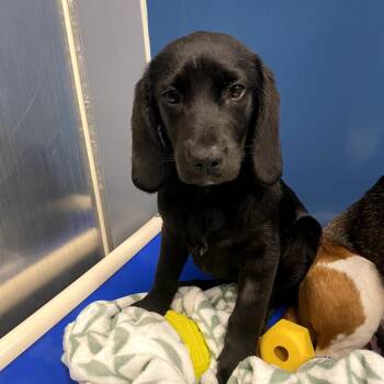 Beagle and Mixed Breed Dogs Available for Adoption - Marge | PetCurious