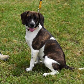 Beagle Dogs Available for Adoption in Searcy, Arkansas - Biscuit | PetCurious