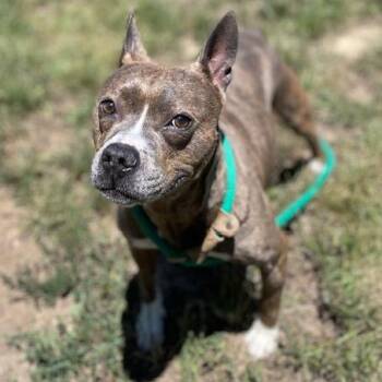 Muffin -  Pit Bull Terrier Dog for Adoption in Stafford, Virginia - Muffin | PetCurious