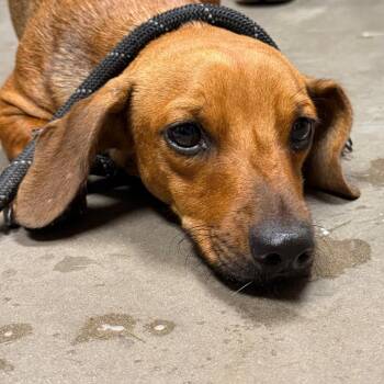 Buster -  Dachshund and Chihuahua Dog for Adoption in Yuma, Arizona - Buster | PetCurious