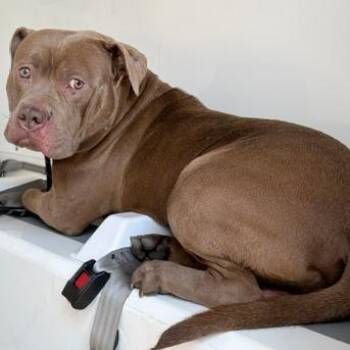 Mixed Breed Dogs Available for Adoption in Philadelphia, Pennsylvania - Vice | PetCurious