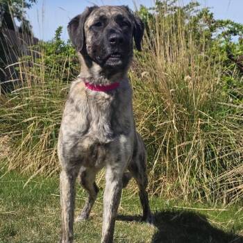 Anatolian Shepherd and Mixed Breed Dogs Available for Adoption in Great Falls, Montana - Xena | PetCurious