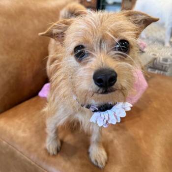 LOLA (659) -  Terrier and Mixed Breed Dog for Adoption in Indiantown, Florida - LOLA (659) | PetCurious