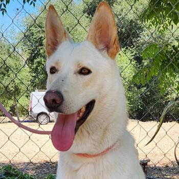 Husky Dogs Available for Adoption - Chrysanthemum | PetCurious