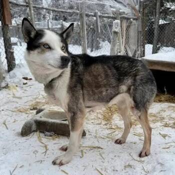 Husky Dogs Available for Adoption - Summit | PetCurious