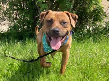 Brown Sugar -  Pit Bull Terrier and Shepherd Dog for Adoption in Portland, Oregon - Brown Sugar | PetCurious