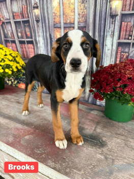 Rescue Terrier Dogs for Adoption in New London, Wisconsin - Brooks | PetCurious