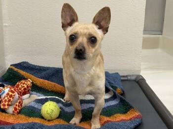 Chihuahua and Terrier Dogs Available for Adoption in Portland, Oregon - Casper | PetCurious