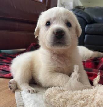 Addison Pups: Gracie -  Great Pyrenees Dog for Adoption in Dallas, Texas - Addison Pups: Gracie | PetCurious