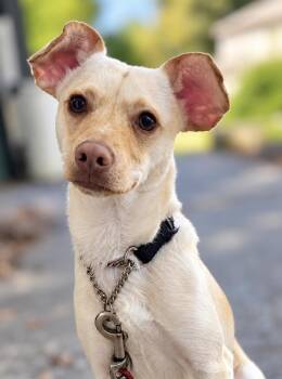 Dumbo -  Chihuahua Dog for Adoption in Portland, Oregon - Dumbo | PetCurious