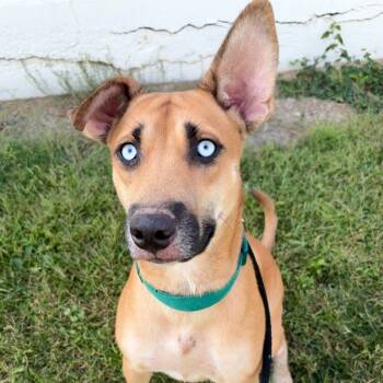 Rescue Mixed Breed Dogs for Adoption in Saint Joseph, Missouri - Skye P4P | PetCurious