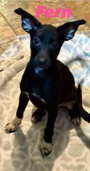 Rescue Mixed Breed Dogs for Adoption in Severance, Colorado - Fern | PetCurious