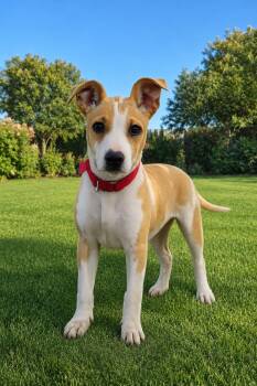 Skye -  American Staffordshire Terrier Dog for Adoption in Las Vegas, Nevada - Skye | PetCurious