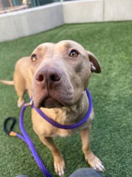 MEADOW -  Pit Bull Terrier and Mixed Breed Dog for Adoption in San Jose, California - MEADOW | PetCurious