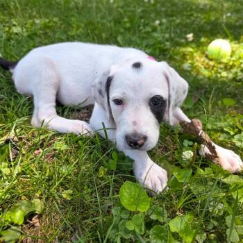 Ontario -  Terrier Dog for Adoption in Des Moines, Iowa - Ontario | PetCurious