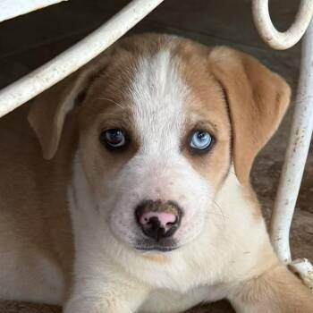 Keegan Wishbone - Local Pup -  Australian Shepherd and Boxer Dog for Adoption in Andover, Massachusetts - Keegan Wishbone - Local Pup | PetCurious