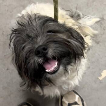Pico -  Shih Tzu Dog for Adoption in Yuma, Arizona - Pico | PetCurious