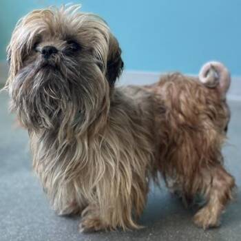 Mixed Breed Dogs Available for Adoption in Janesville, Wisconsin - Brownie | PetCurious