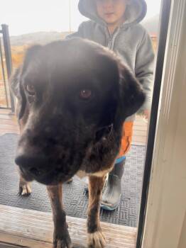 Rescue Catahoula Leopard Dog Dogs for Adoption in Pocatello, Idaho - Bingo | PetCurious