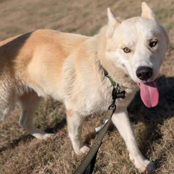 Siberian Husky Dogs Available for Adoption - Banjo | PetCurious