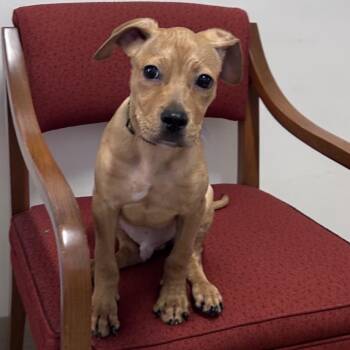 Luca -  Boxer and Mixed Breed Dog for Adoption in Long Beach, California - Luca | PetCurious