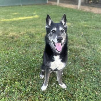 Ember -  Mixed Breed Dog for Adoption in Myerstown, Pennsylvania - Ember | PetCurious