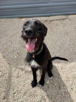 Black Labrador Retriever and German Wirehaired Pointer Dogs Available for Adoption in Decorah, Iowa - Angus | PetCurious