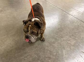 PHILLY -  English Bulldog Dog for Adoption in Tustin, California - PHILLY | PetCurious