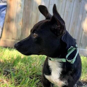 Conrad Snuggle Sprout -  Chihuahua and Rat Terrier Dog for Adoption in Friendswood, Texas - Conrad Snuggle Sprout | PetCurious